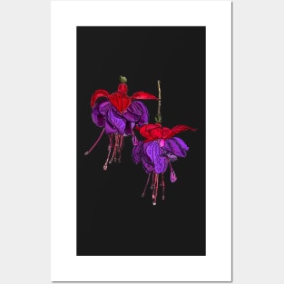 Hanging Fuchsia Dark Eyes Botanical Drawing Posters and Art